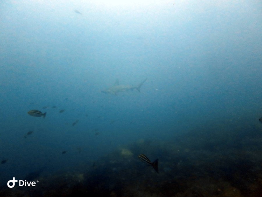 9/28 富戸:西伊豆・黄金崎に移動して参りました!