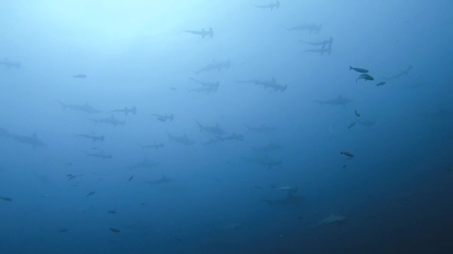 9/2　富戸：本日は砂地巡り！ウミテング、ヤシャハゼ、ネジ、ヒレネジそしてハタタテハゼ♪