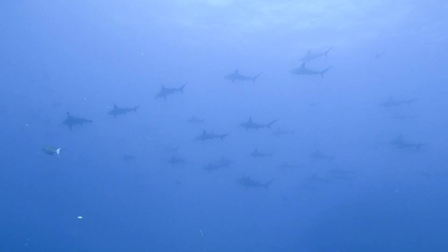 ９月４日　神子元島　今日も絶好調！ハンマー大爆発！！