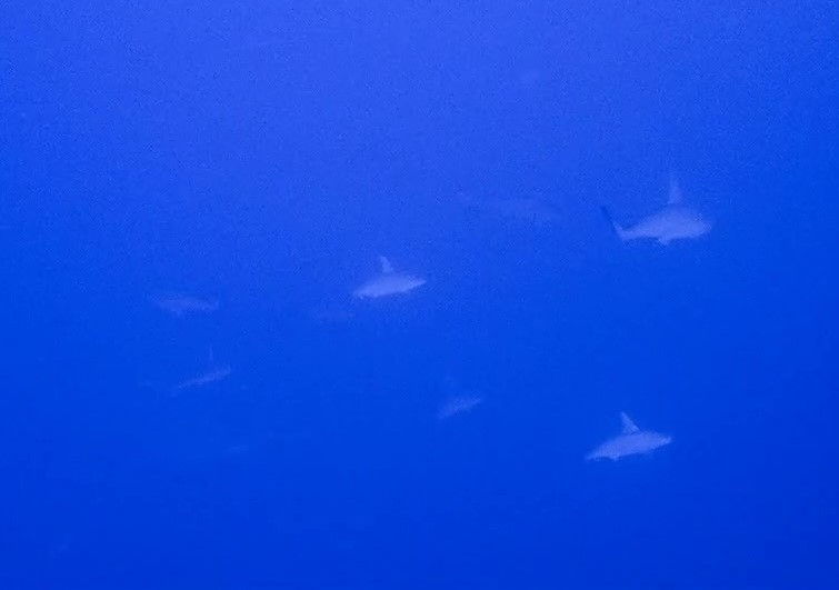 10/3　富戸：ボートは群れの中へ！イサキ子供の超大群イサキ玉！！