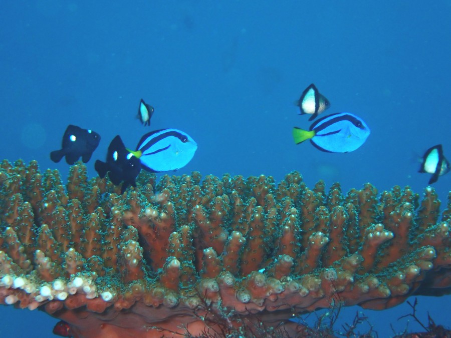 １０月１１日　富戸：やってきたニモの世界・・・ドリー登場＼(◎o◎)／！