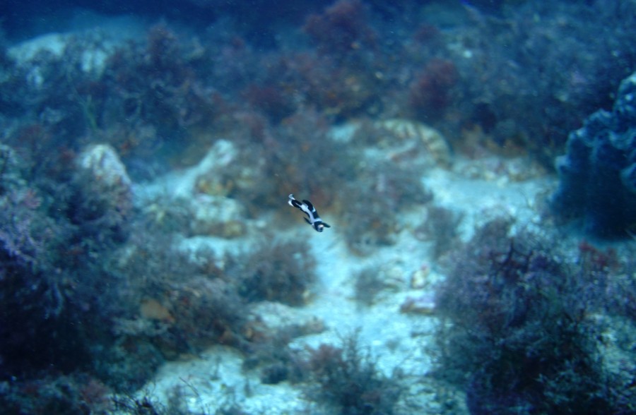 10/27 富戸:久々にヨコバマオープン!幼魚がまた増えました\(^o^)/