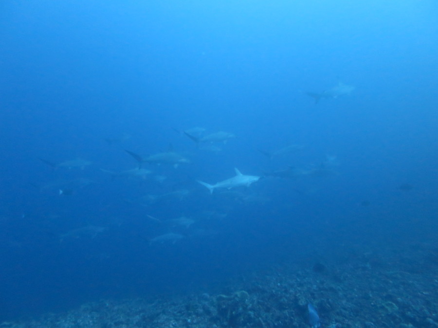 10/28 育ってきた南の子に小さなマダラタルミやマツカサウオ(≧▽≦)