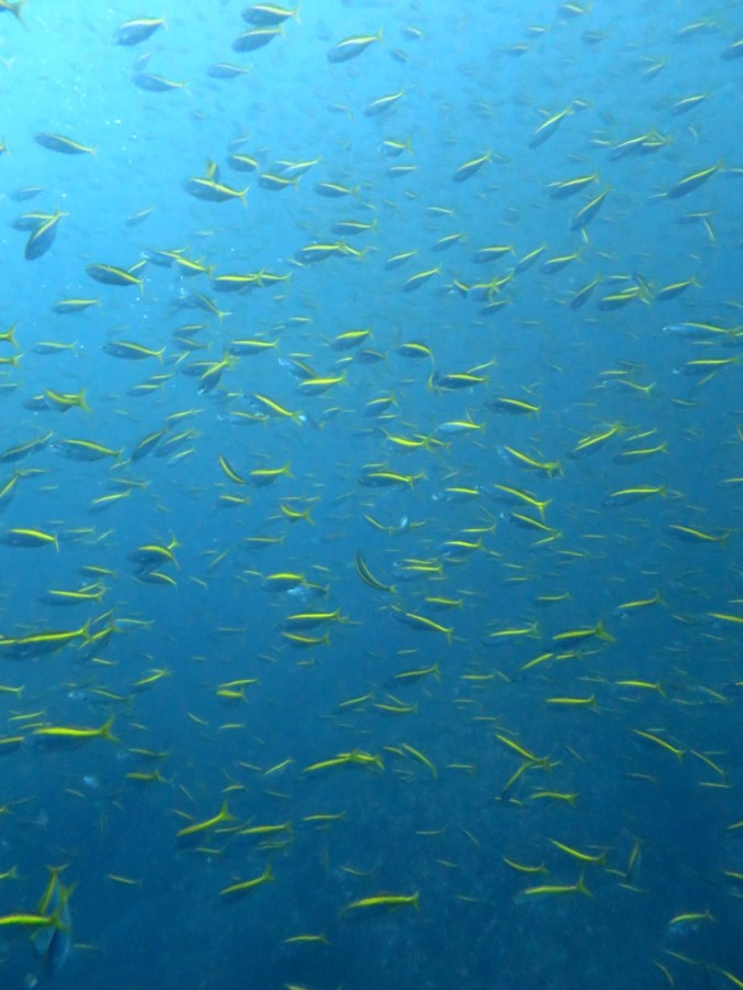 １０/１７　富戸：ナンヨウツバメウオ大集合(^^)/