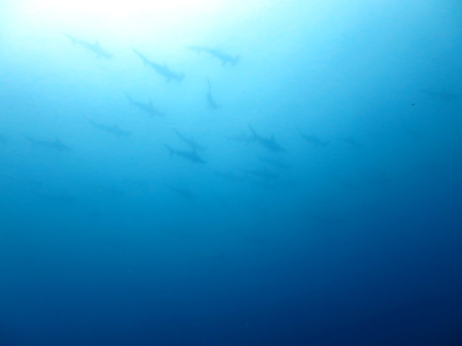 10/3　富戸：ボートは群れの中へ！イサキ子供の超大群イサキ玉！！