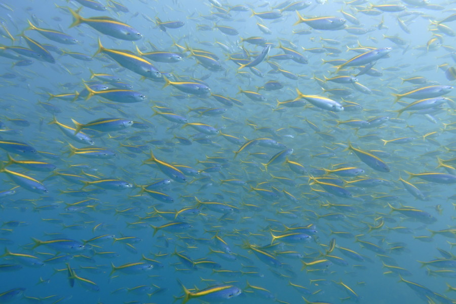10/25  富戸クローズの為八幡野へ！レスキューダイバー誕生♪お祝いにカメも＼(◎o◎)／！