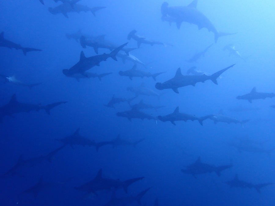 10月28日 神子元島 3ダイブ共にハンマーの群れ!(^^)!