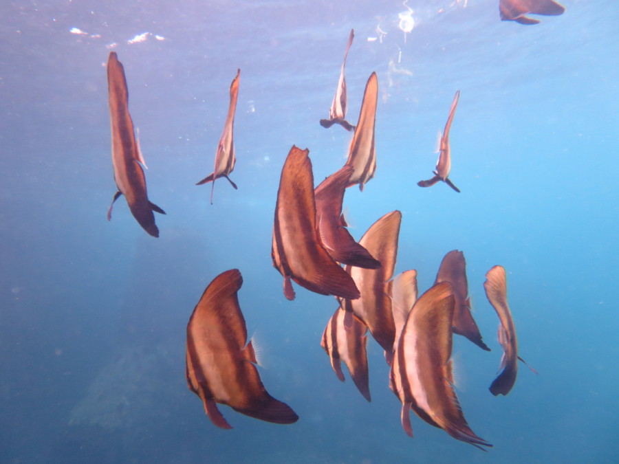 １０月１１日　富戸：やってきたニモの世界・・・ドリー登場＼(◎o◎)／！