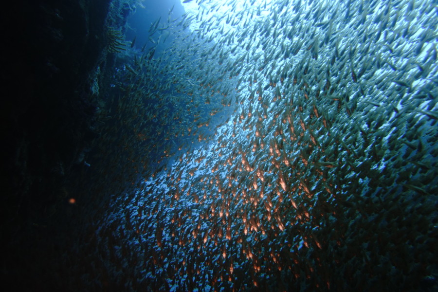 １０/８　ぎょ・魚・魚のピラミッド(^^)/