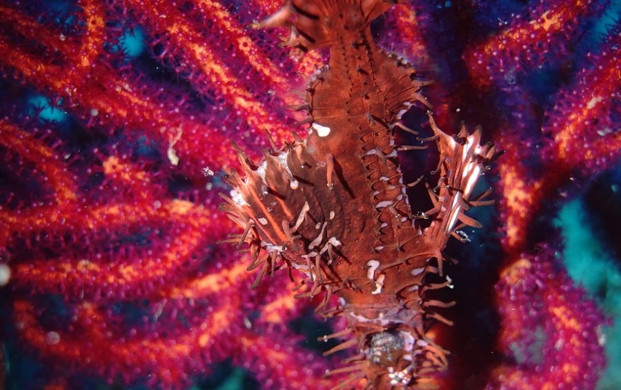 １０月３０日　神子元島　青い海復活！ハンマーの群れGET(^^)/