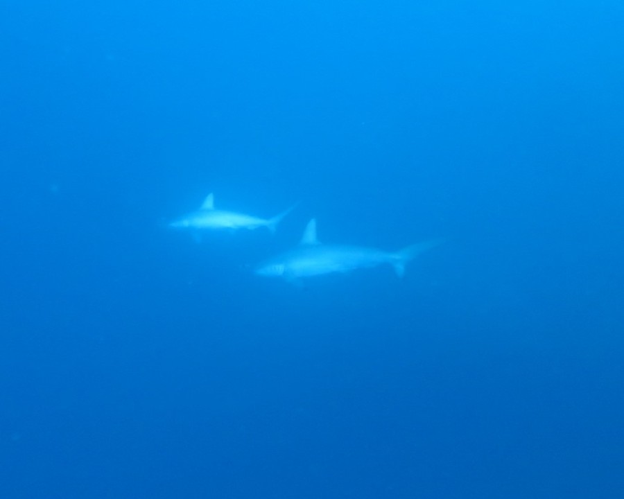 11/19 ちっちゃなフリソデエビ登場ヾ(≧▽≦)ノ