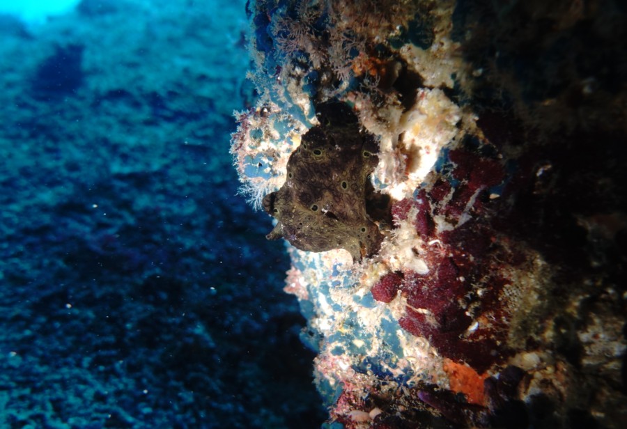 11月16日 富戸:本日もリクエストはホタテツノハゼ!ムレハタタテハゼ^^?!