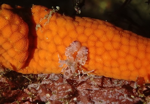 11/18 色とりどりの群れに囲まれた1日♪