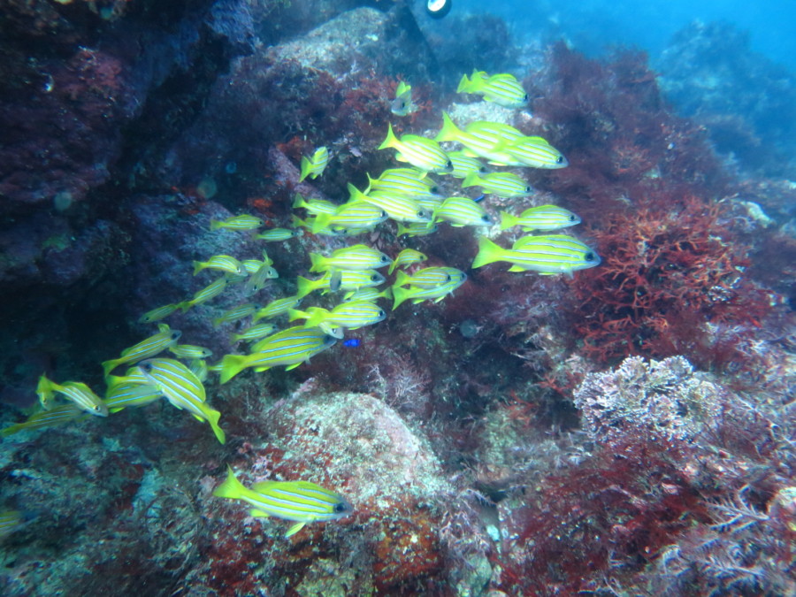 11/17 本日はオープンウォーターダイバー誕生&久しぶりにオオモンカエルアンコウもヾ(≧▽≦)ノ