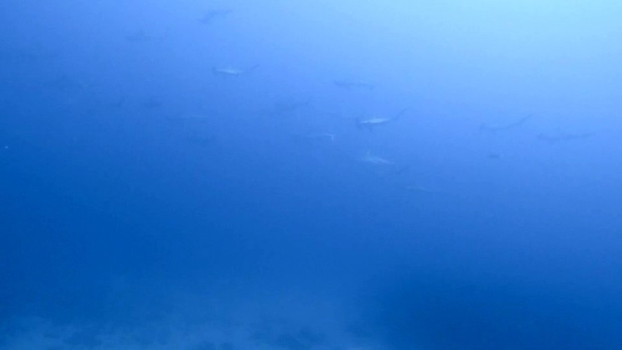 １１/１２　太陽燦燦で綺麗な海になってますよヾ(≧▽≦)ﾉ