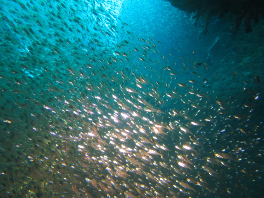 １１月１９日　神子元島　ハンマーリベンジ成功♪♪