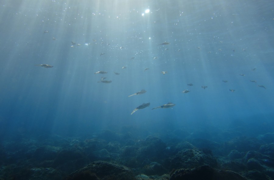 １１月１３日　富戸：トゲトサカのカリフラワー畑、コブダイ、ナンヨウハギまたの名をドリー＼(^o^)／