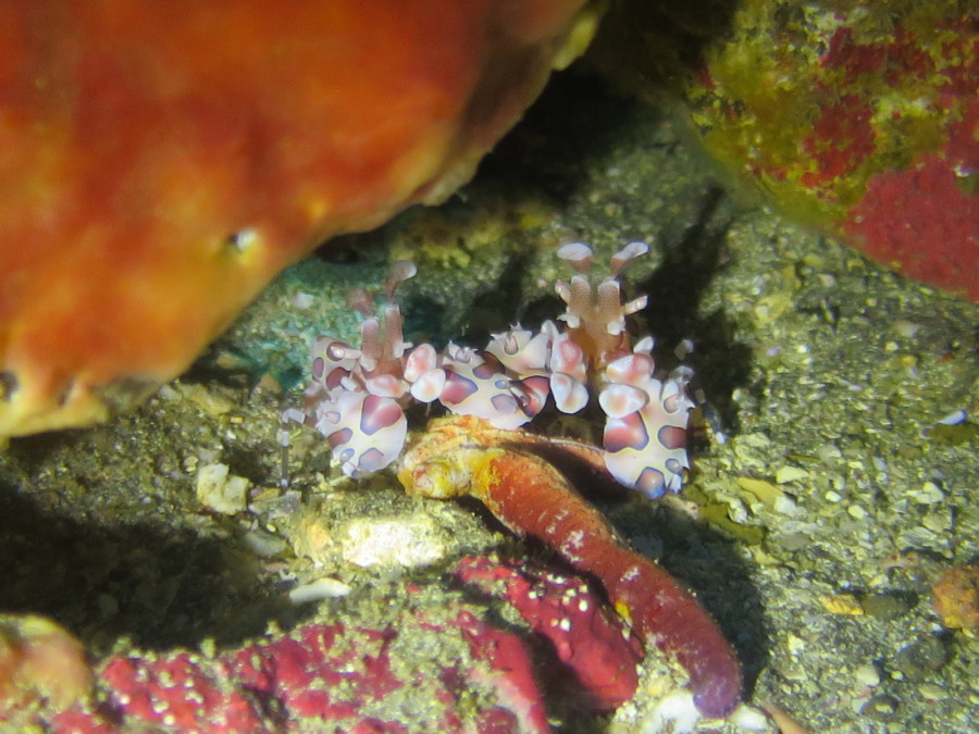 １２/２８　夏の子から季節の子まで色々見れてます♪(^^)