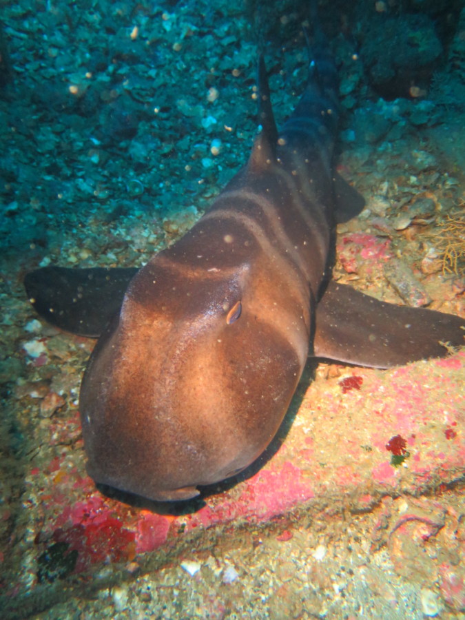 12/30 ベニシボリにヒメヤカタガイも出てきました♪