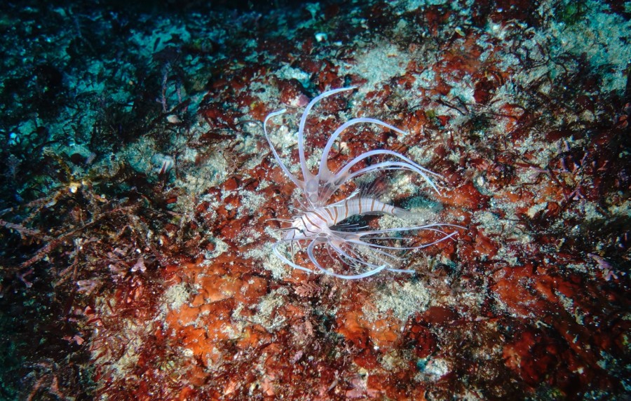 12/29　富戸：ピラミッドの群れは外れなし！！レイポイントにも行ってきました＼(^o^)／