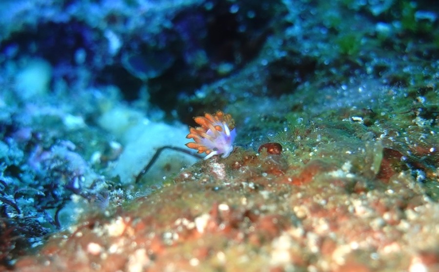 １/１　２０２３年初潜りも富戸からスタート♪