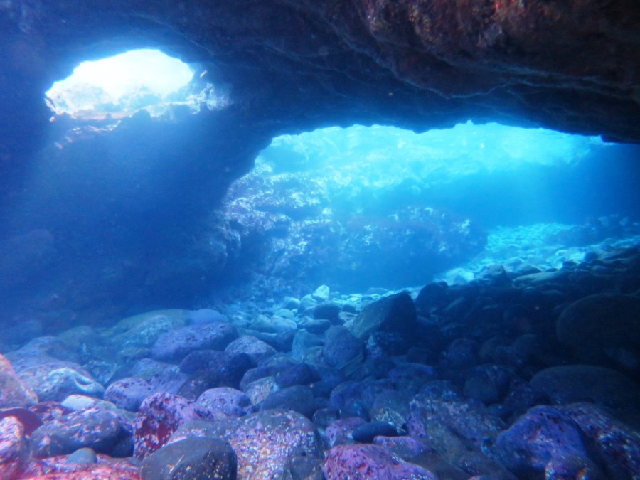 1/2 お正月もがっつり3ダイブで綺麗なルージュミノウミウシ(≧▽≦)