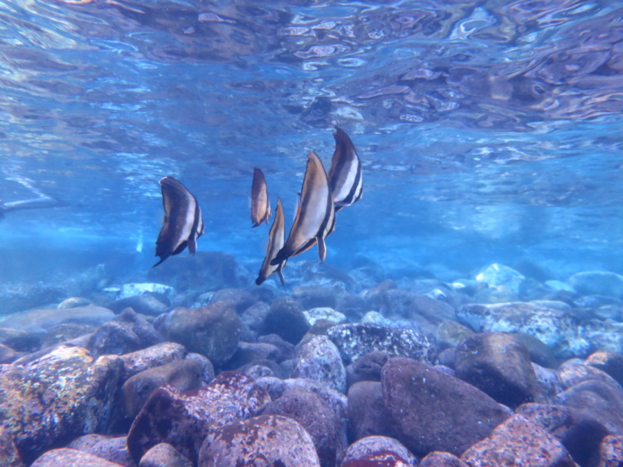 1/4　富戸：本日早朝調査ダイブ！定置網にて！う～～ぅマンボウ＼(^o^)／