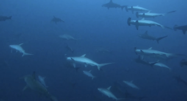 1/14 富戸:まだまだ元気なフリソデエビペア♪ 富戸ホールは曇りでも綺麗^^b