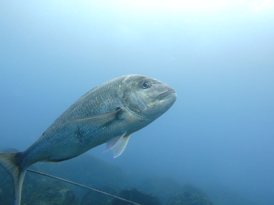 1/14 富戸:まだまだ元気なフリソデエビペア♪ 富戸ホールは曇りでも綺麗^^b