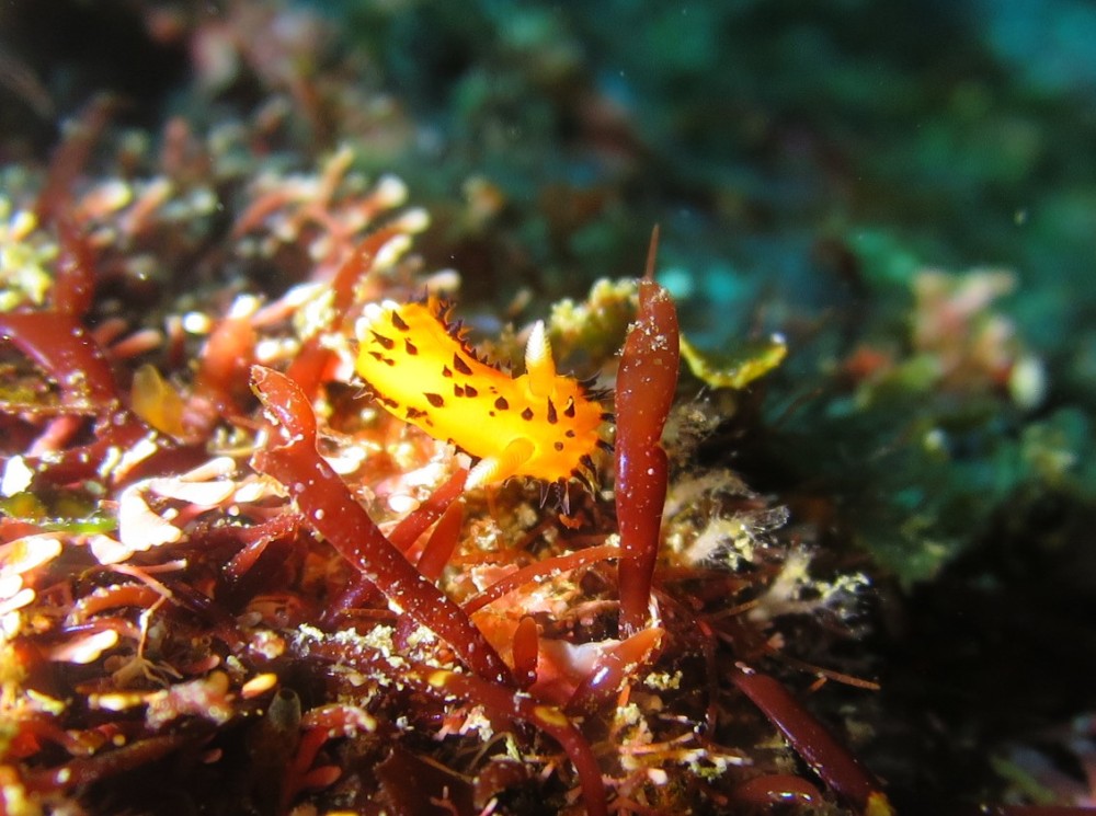 ２/２８　リクエスト頂き熱海沈船＆限定オープン洞窟へ行ってきました！