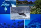 Dolphinwaveホエールスイムツアー2027♪3月20日(土)~22日(月祝)2泊3日