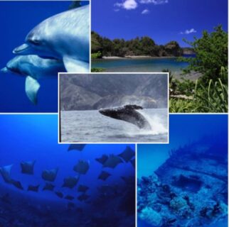 世界自然遺産！ボニンブルーの海　ザトウクジラ終盤戦～　ドルフィンウェーブ小笠原ツアー　２０２７年４月２４日(土)～２９日(日)５泊６日