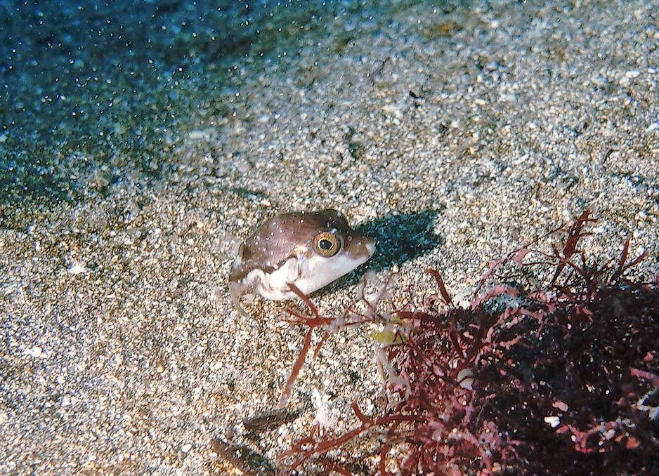 4/22 かわいい豆キタマクラにカンナツノザヤウミウシ(^o^) | 東伊豆