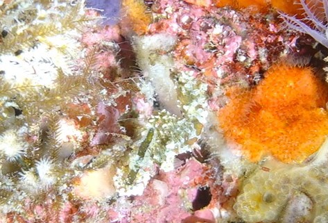 ４/２２　かわいい豆キタマクラにカンナツノザヤウミウシ(^o^)