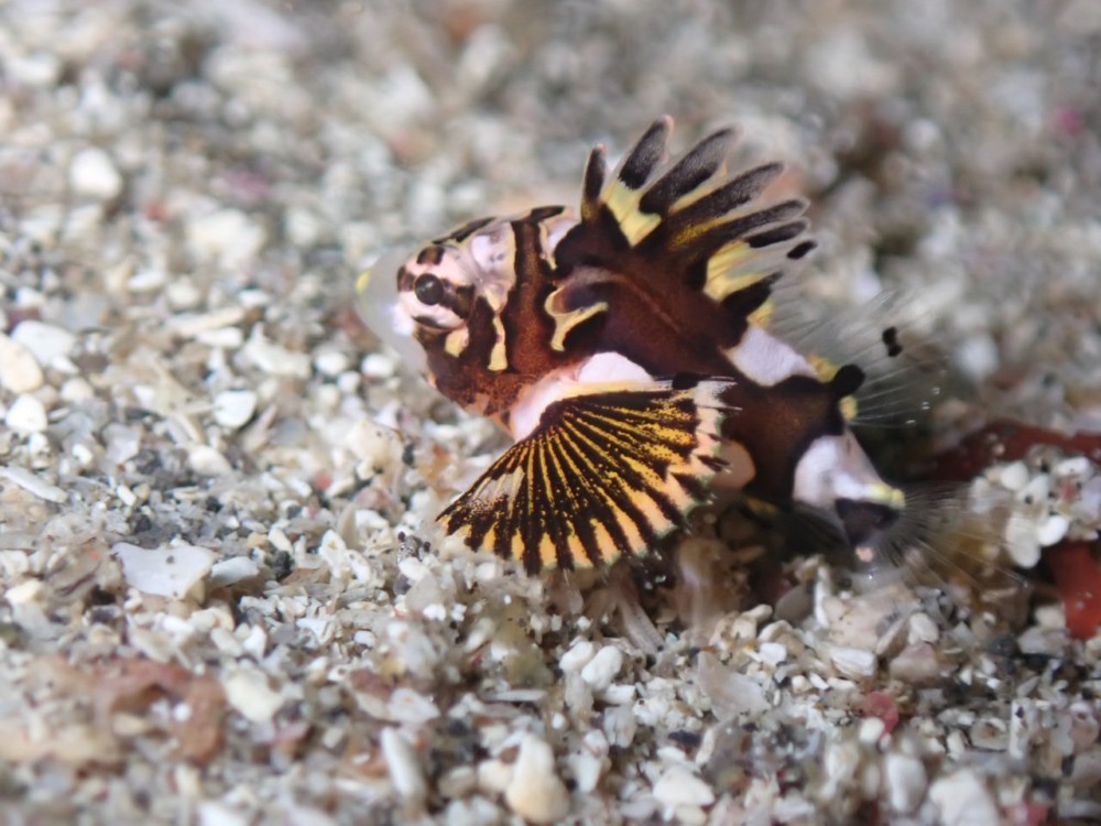 4/15-16 週末の富戸の海はネコザメBabyにウミウシにカエルアンコウ盛り沢山\(^^)/