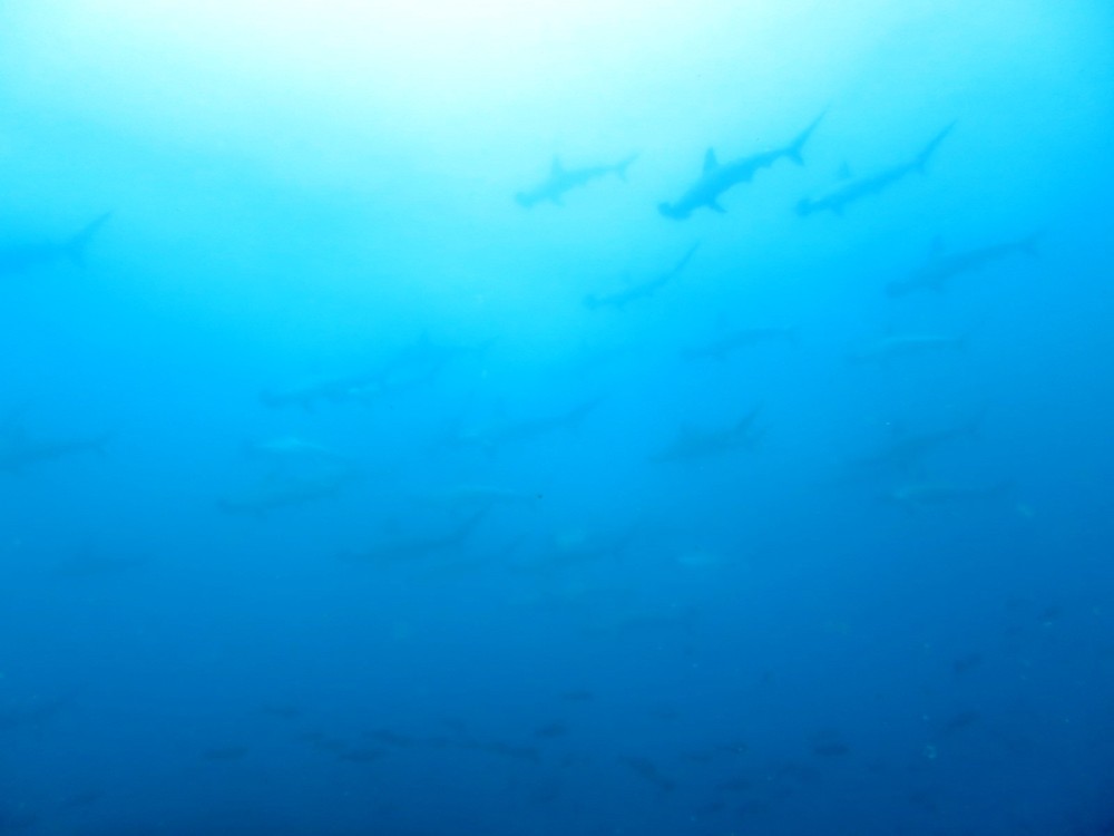 4/15-16 週末の富戸の海はネコザメBabyにウミウシにカエルアンコウ盛り沢山\(^^)/