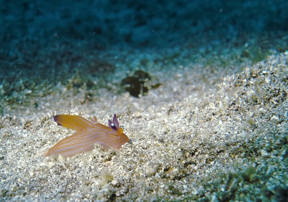 ４/２１　富戸：透明度回復＼(^o^)／浅場も綺麗に！アドバンスダイバー誕生♪