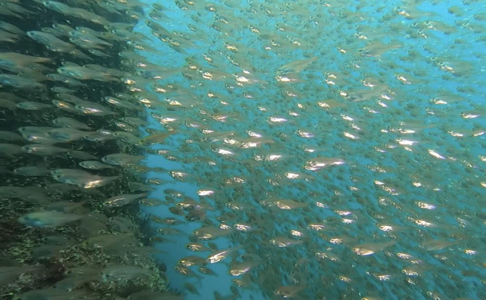 ４/２４　八幡野に行ってきました♪