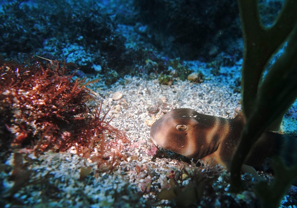 4/22 かわいい豆キタマクラにカンナツノザヤウミウシ(^o^) | 東伊豆