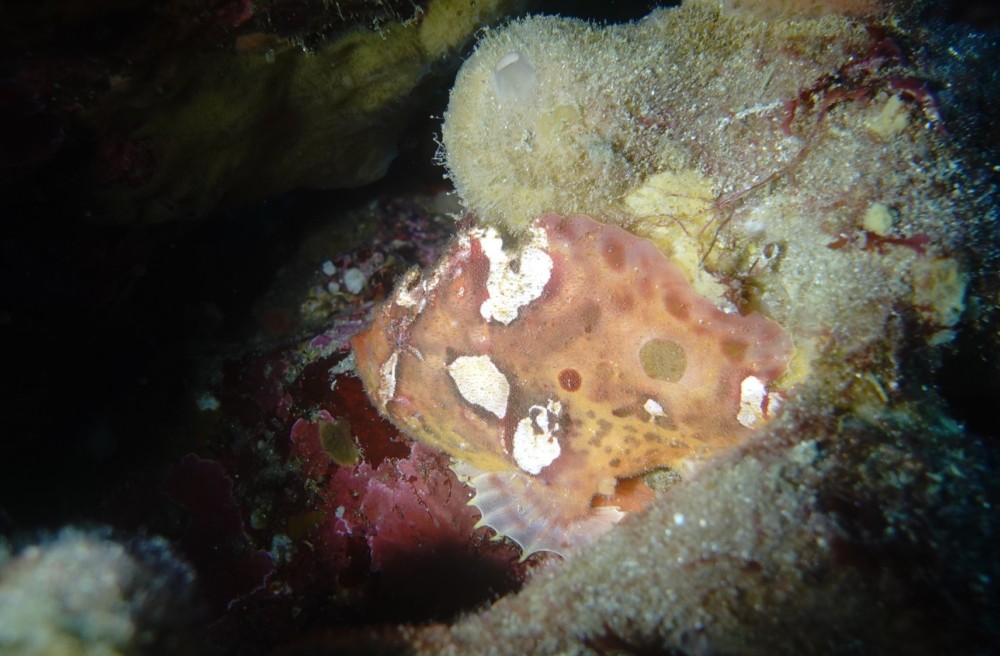 ３/３１　富戸：猫、ネコ、ねこ３匹のネコザメBaby達♪ 彼らが成長する前に富戸：ヨコバマを潜ろう＼(^o^)／