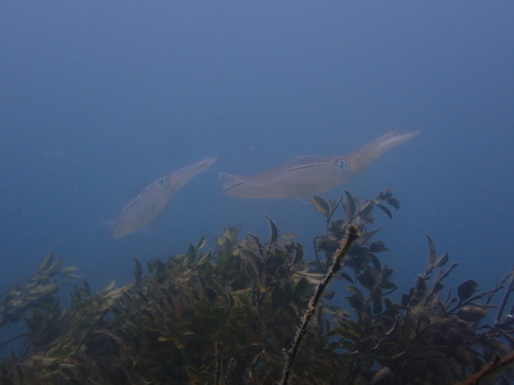 ４/２６　富戸：透明度好調キープ！群れに埋もれてきました＼(^-^)／