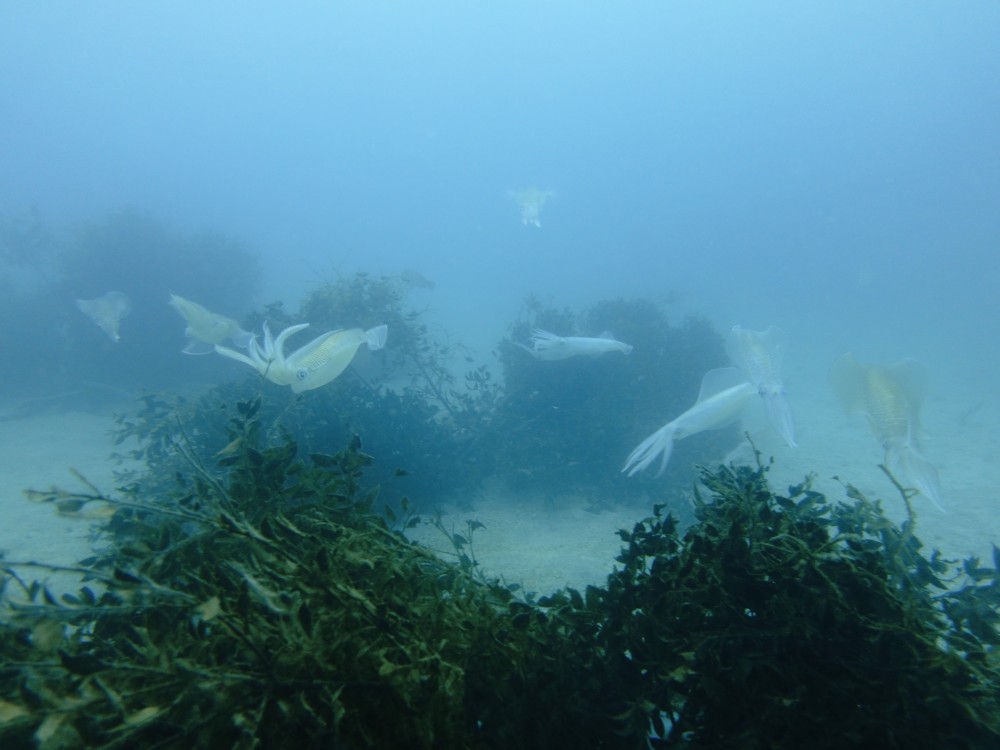 5/12 富戸:オープンウォーターダイバー講習スタート!!