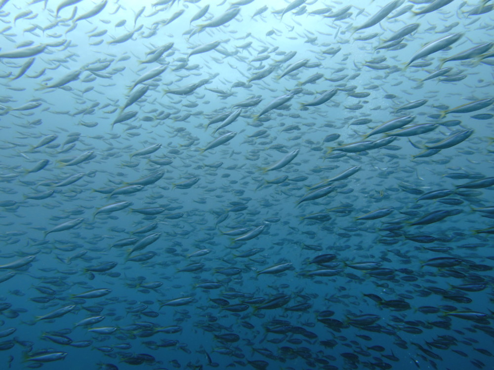 ５/１３　透明度も回復傾向でアオリイカの産卵も絶好調(^o^)