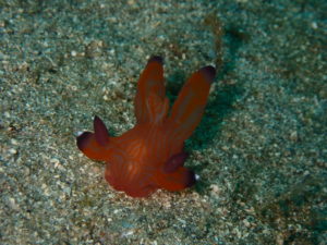 5月28日 神子元 流れない潮に大苦戦の中の勝利