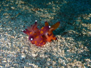 ６/１　今話題のクチナシツノザヤウミウシSPにアオリイカの産卵ショー満喫＼(^_^)／