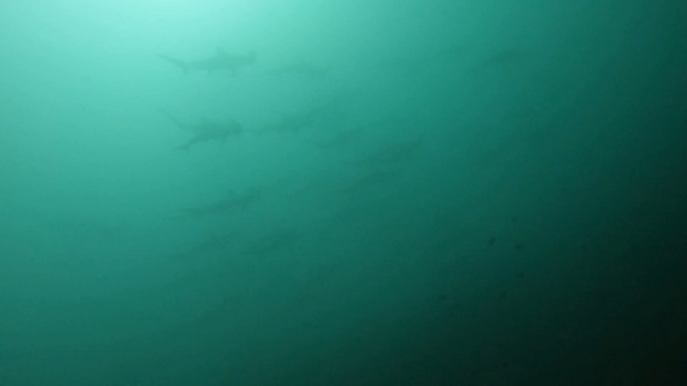 5/6 ボートでもアオリイカ産卵・クダゴンベ~(*^O^*)