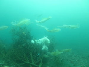 ６/５　リクエストにより伊豆海洋公園に行ってきました＼(^_^)／