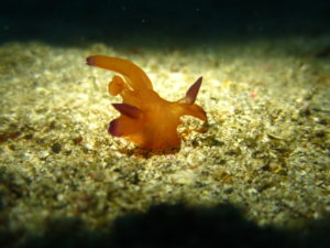 ６/３　富戸：人気のクチナシツノザヤウミウシ、イバラタツ！ボートのトゲトサカの森は圧巻です！