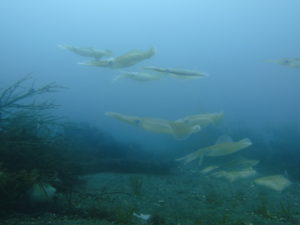 ６/２　ウミウシ探しへLet’ｓ  go～(*^^)v