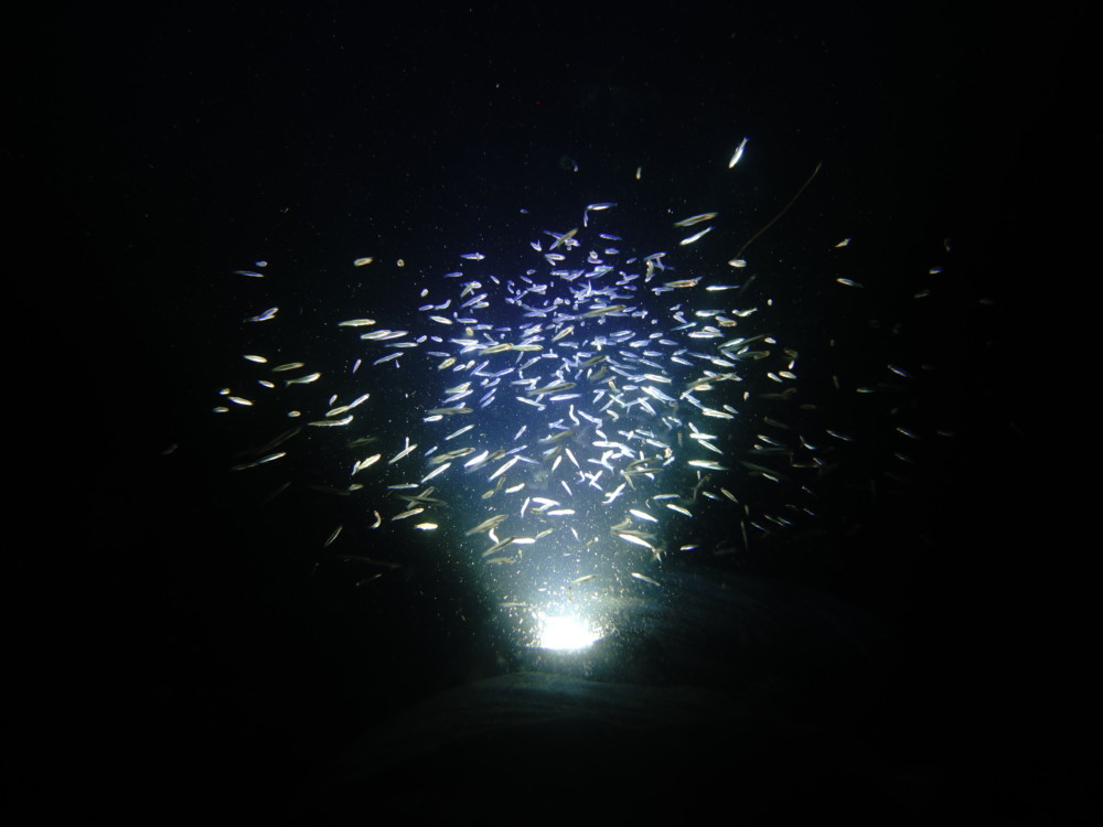 7月30日 神子元 黒潮炸裂の神子元!